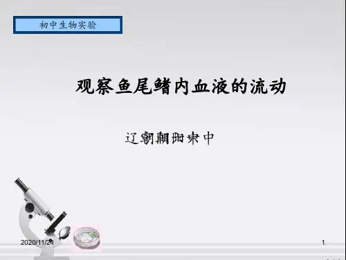 说课10章2实验观察小鱼尾鳍血液循环 ppt课件