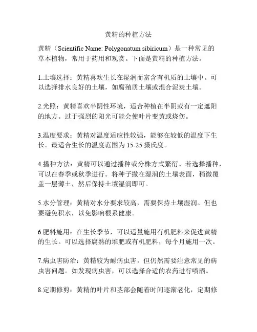 黄精的种植方法