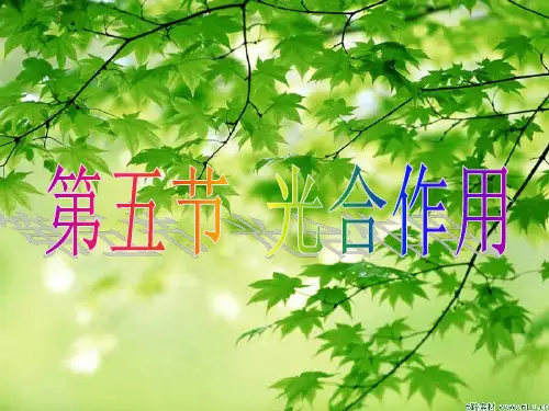 《第五节-光合作用》42张PPT课件