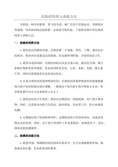 信鸽的饲养与训练方法