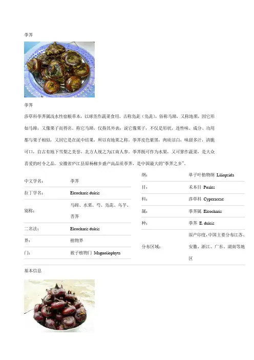 荸荠
