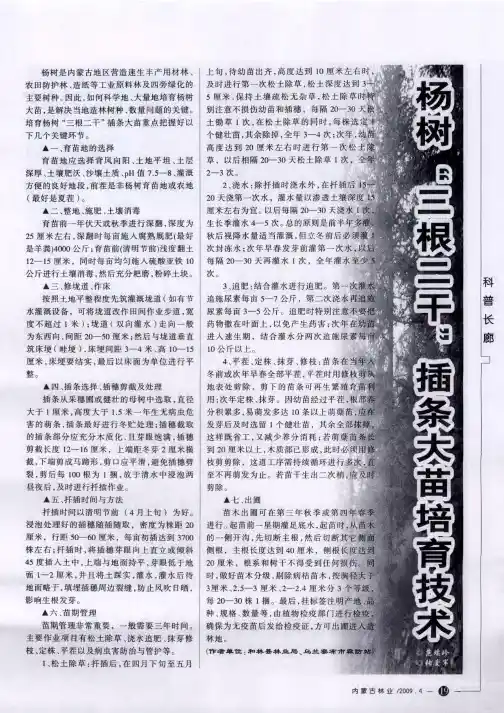 杨树“三根二干”插条大苗培育技术