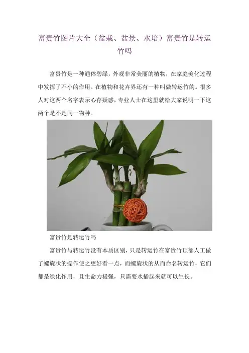 富贵竹图片大全(盆栽、盆景、水培) 富贵竹是转运竹吗