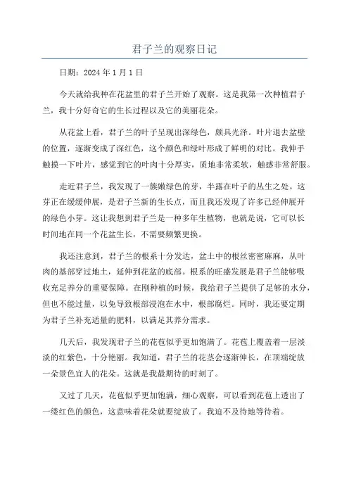 君子兰的观察日记