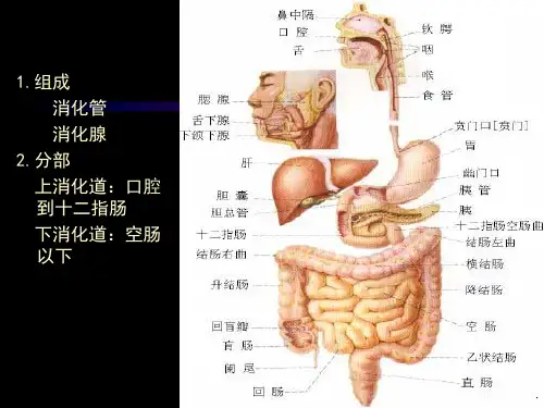 胃炎的诊治进展