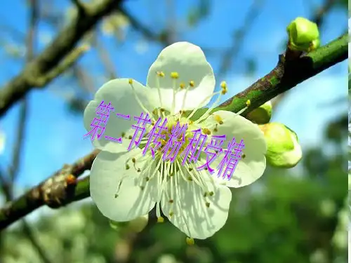 第二节传粉与受精(共21张PPT)