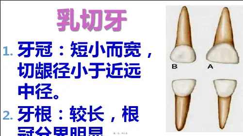 2021口腔医学专业《乳牙解剖形态》