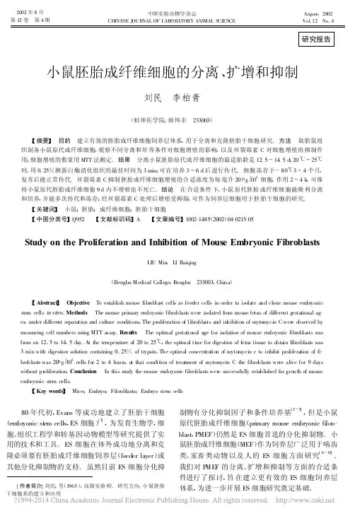 小鼠胚胎成纤维细胞的分离_扩增和抑制