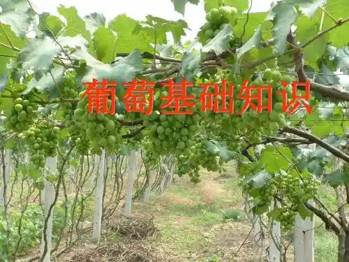 【葡萄种植】葡萄基础知识