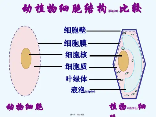 七年级生物上册第二单元第四节细胞的生活