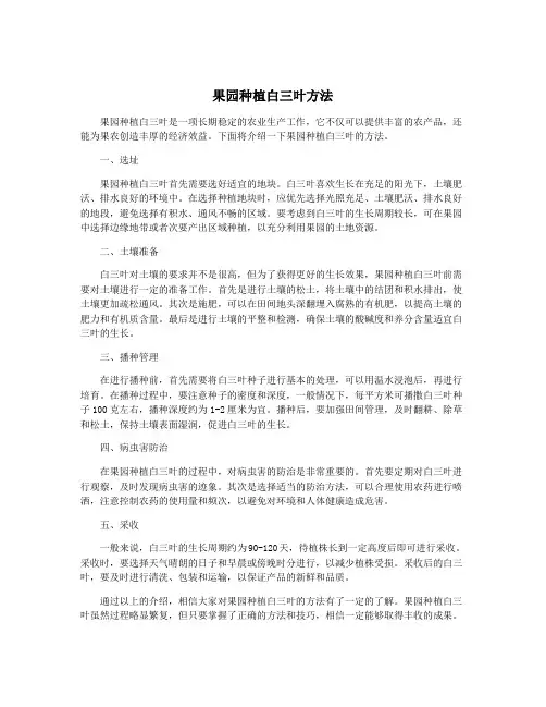 果园种植白三叶方法