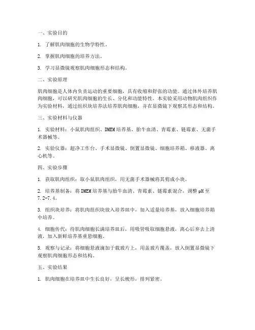 肌肉细胞实验报告