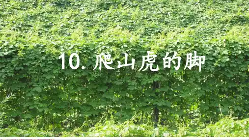 部编版语文四年级上册10《爬山虎的脚》课件