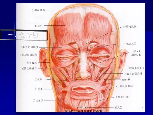 口腔颌面部肌肉解剖结构【27页】