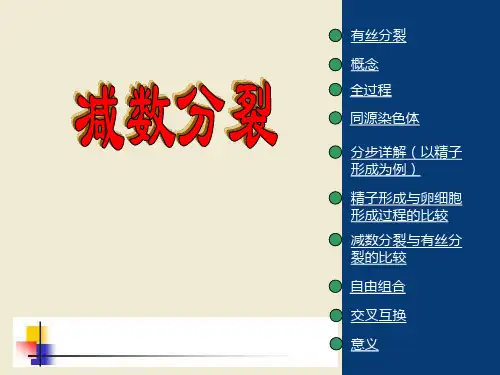 减数分裂优秀课件