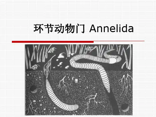环节动物门Annelida