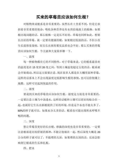 买来的草莓苗应该如何生根？