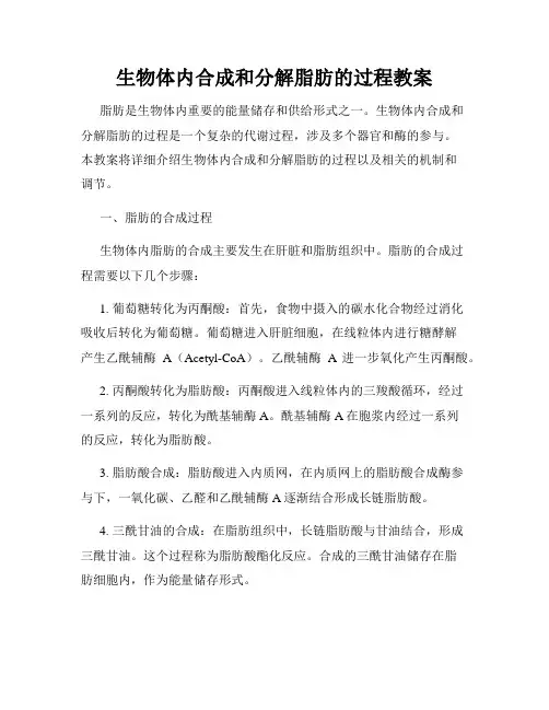 生物体内合成和分解脂肪的过程教案