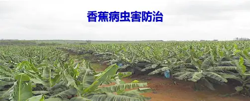 香蕉病虫害防治图谱大全课件