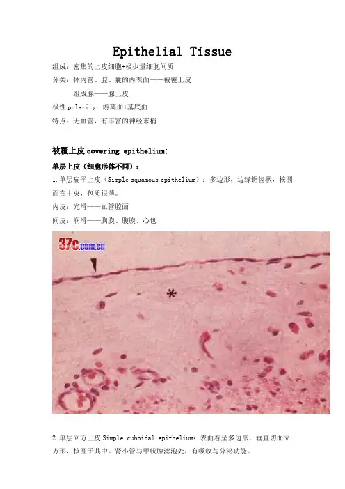 组胚学标本考