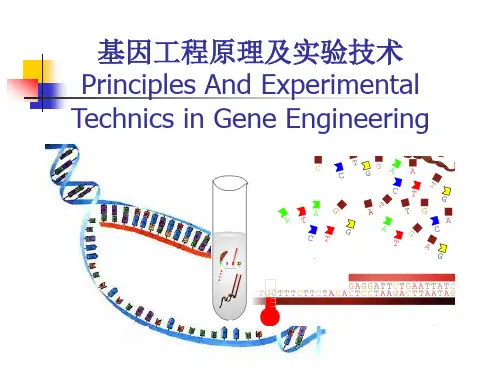 基因工程原理及实验技术