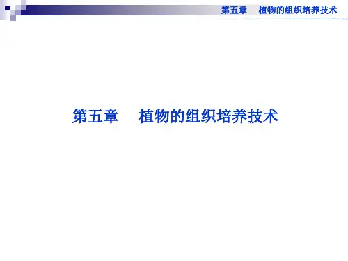 5.1 植物快速繁殖技术 课件(中图版选修1) (1)
