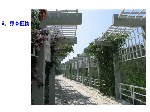 常见园林植物的识别与应用