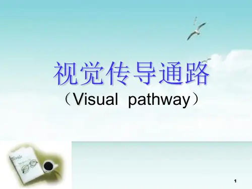 视觉传导通路ppt课件