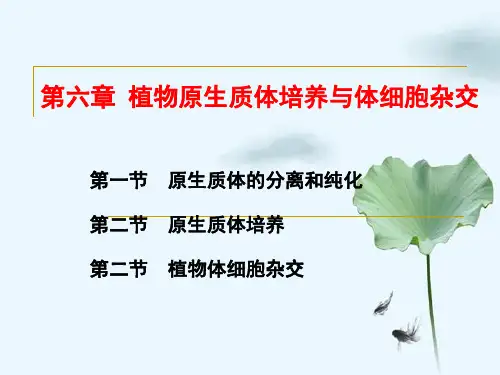 第6章植物原生质体培养及体细胞杂交