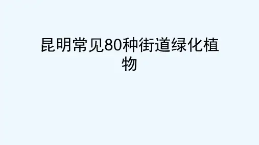 昆明常见80种街道绿化植物[可修改版ppt]