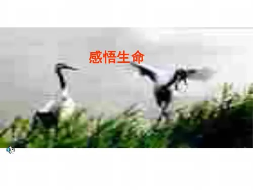 小学语文课件21.从现在开始