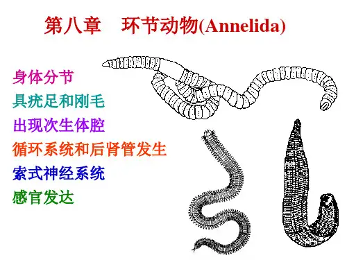 环节动物ppt课件-(2)