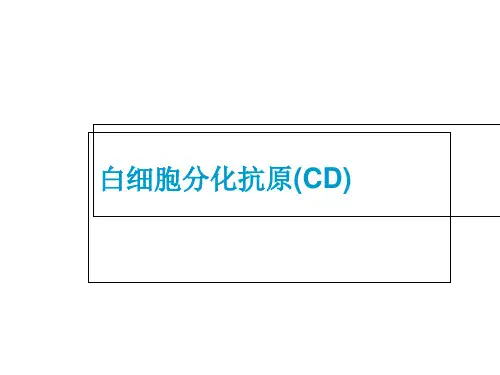 白细胞分化抗原