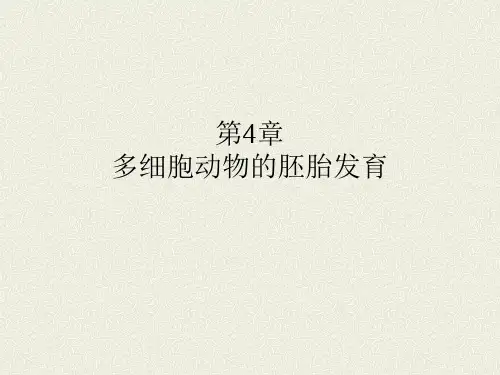 多细胞动物的胚胎发育