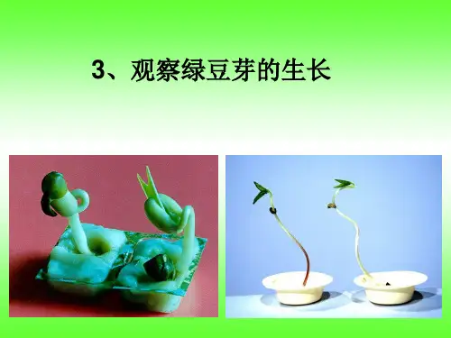 《一 生物与环境——观察绿豆芽的生长课件》小学科学教科版五年级上册4424.