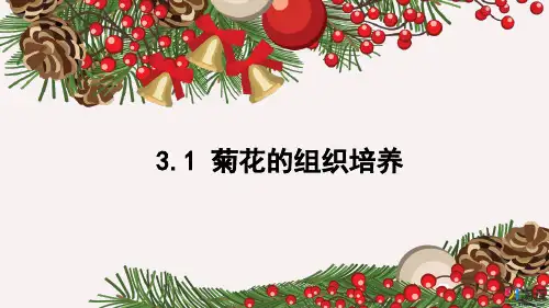 课件6：3.1 菊花的组织培养
