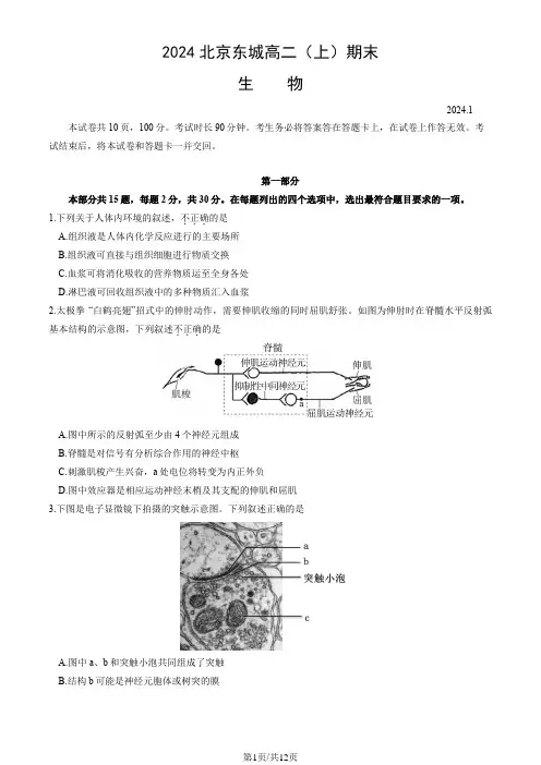2024北京东城高二(上)期末生物试卷及答案