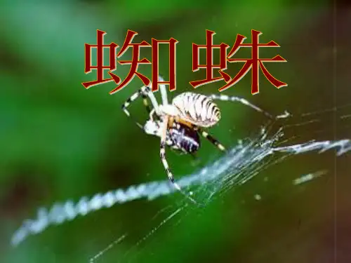 七年级下册 第四单元《蜘蛛》课件 冀教河大版