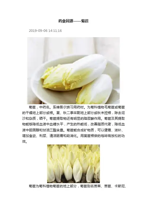 药食同源——菊苣