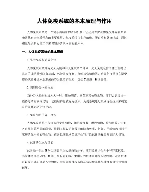 人体免疫系统的基本原理与作用