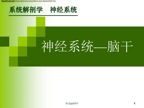 神经系统_脑干_人体解剖学_系统解剖学