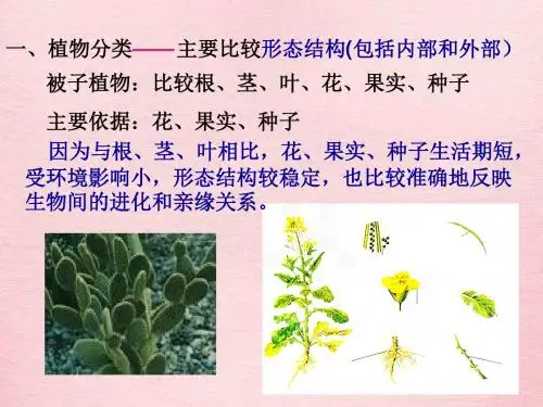 尝试对生物进行分类