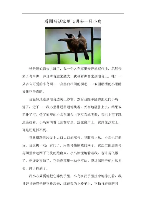 看图写话家里飞进来一只小鸟