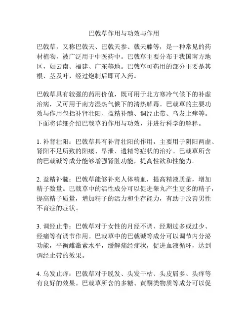 巴戟草作用与功效与作用