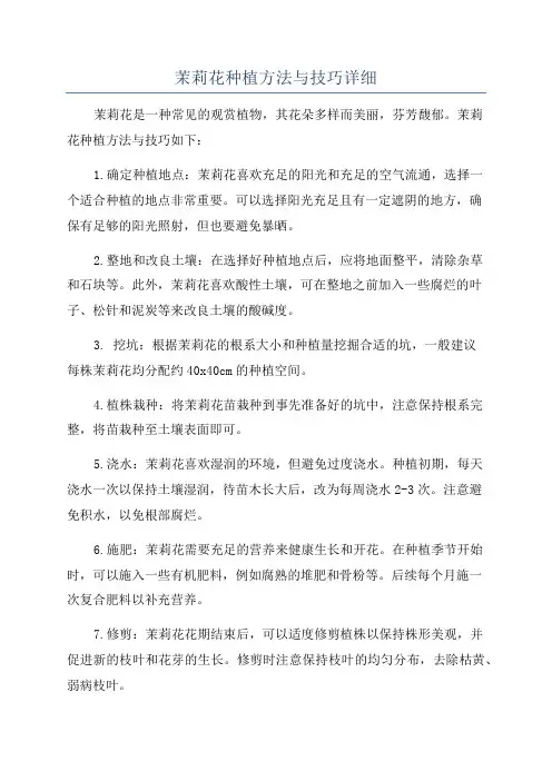 茉莉花种植方法与技巧详细