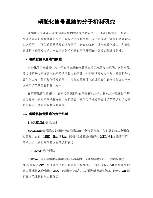 磷酸化信号通路的分子机制研究