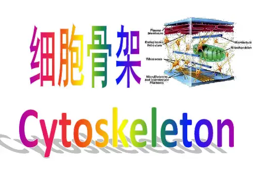 细胞骨架课件