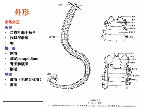 多毛类——环动物门