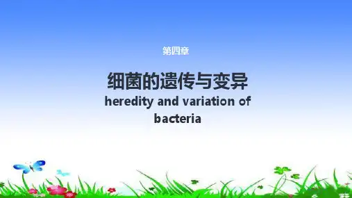 细菌的遗传与变异