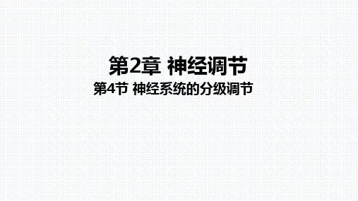 神经系统的分级调节课件-高二上学期生物人教版(2019)选择性必修1